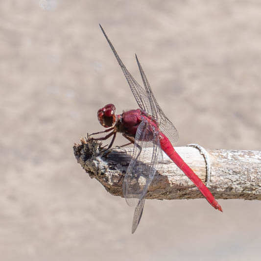 Orthemis schmidti (Red-tailed Skimmer) male.jpg